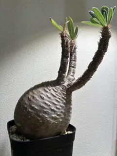 伊藤ハイブリッド パキポディウム 塊根植物 コーデックス - メルカリ