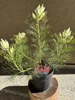 ch.three様 リクエスト 2点 まとめ商品