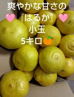 爽やかな甘さの『はるか』小玉五キロピールが美味しいですよ(*^^*)