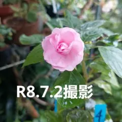 八重咲きインパチエンス　ムシカ　ピンク　開花蕾付き 2株　ポットのままのサムネイル
