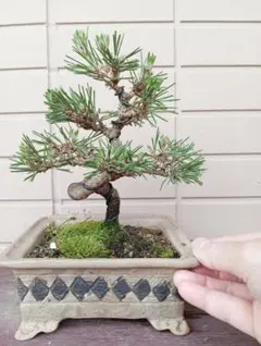 【太幹・模様木】黒松 盆栽 樹高13cm×横幅13cm ミニ盆栽 鉢付き 太幹・模様木】黒松 盆栽 樹高13cm×横幅13cm ミニ盆栽 鉢付き - メルカリ