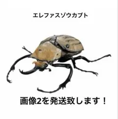 いきもの大図鑑アドバンス カブトムシ０４