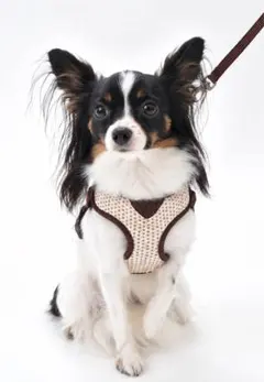 小型犬用ハーネス S 茶色　ブラウン　新品　　ダックス　シーズー　パグ　プードル