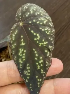 Top【選抜株】多肉植物　26069トフィ　8個　鉢無し/脱土 Top【選抜株】多肉植物 25742ファンタジー ネビュラ 8個 鉢無し/脱土