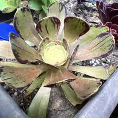 多肉植物。 アエオニウム鳳凰牡丹法師錦カット苗 - メルカリ