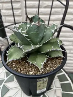 2025年最新】狂鉢の人気アイテム - メルカリ