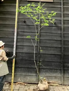 190cm蕾付ツリバナ 山採り 山野草 庭木 苗木 苗 盆栽 シンボリツリー