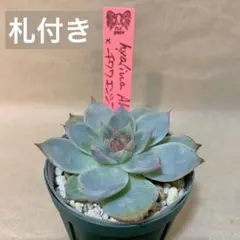 2025年最新】ルイパパさん苗の人気アイテム - メルカリ