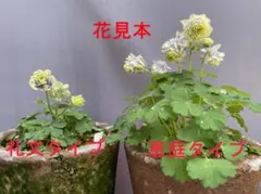 草場一壽 艶金盛り コノハナサクヤヒメ☆イワナガヒメ - メルカリ