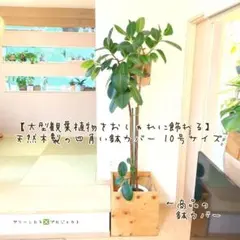 B級品/大型観葉植物】シナモンの香りが魅力♪シナモンセイロンニッケイ