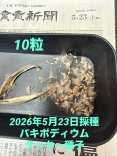 2026年最新】パキポディウム タッキーの人気アイテム - メルカリ