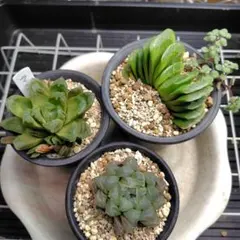 hana様 リクエスト 2点 まとめ商品