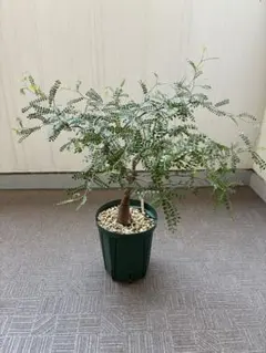 新着 / 抜き苗 #10 オペルクリカリア パキプス / Operculicarya pachypus // コーデックス 多肉 パキポディウム グラキリス マダガスカル 2025年最新オペルクリカリア パキプス 実生苗の人気アイテム - メルカリ