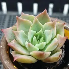 ヒアリナサンルイスデラパス - メルカリ