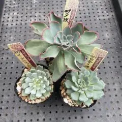 は*゜様 ㉘大きめ苗! 祭囃子❣️赤鬼❣️紅手鞠❣️ざわわ交配❣️メルカリ便込 七五三 しごき 可愛い赤 人気赤 着物ランクUP NO3 新品 0904⑬