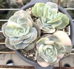 2025年最新】ラブリーローズ錦の人気アイテム - メルカリ