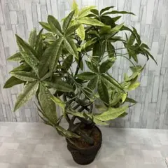 ⑦ パキラ 編み 9号特大苗木最高等級極上品‼️ 極太 - メルカリ