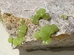 ペグマタイト岐阜県 中津川 鉱物 国産 鉱石 原石 標本 - メルカリ