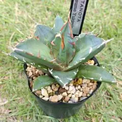 アガベ 鬼爪　OSP株　親株　子株　オテロイ アガベ 鬼爪 OSP株 親株 子株 オテロイ