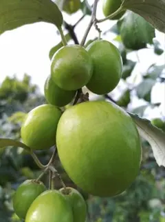 インドナツメ 苗木 【激レア果実】 蜜棗（ミーザオ） インドナツメ 苗木 【激レア果実】 蜜棗（ミーザオ） - メルカリ
