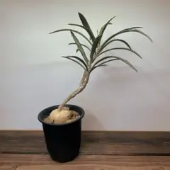 2025年最新】ワリンギアエの人気アイテム - メルカリ