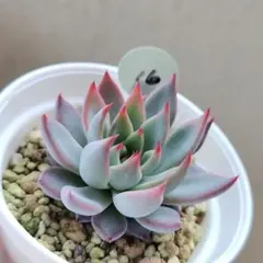 2025年最新】ミックスベリア 円の人気アイテム - メルカリ