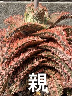特上斑入り アロエ ハイブリッド Aloe hybrid 子株 第四種AP−28