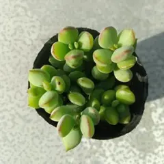 ペンデンス　抜き苗① 多肉植物 ペンデンス① 抜き苗 - メルカリ