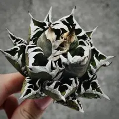 2025年最新】地獄猫 アガベの人気アイテム - メルカリ