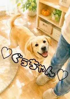 《一点限り》ラブラドール 飼い主を見上げる 犬