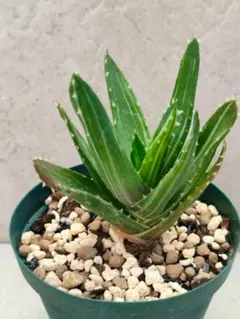 Aloe nobilis f. variegata 　アロエ　不夜城錦 カキコ苗のサムネイル