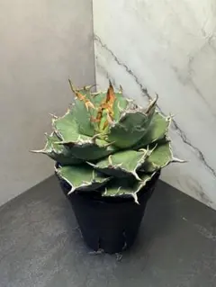 uzutan様 リクエスト 2点 まとめ商品