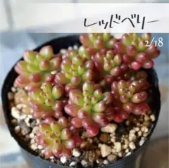 しき様 リクエスト 2点 まとめ商品