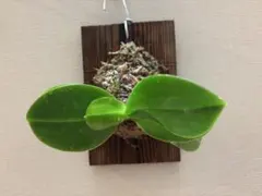 【再価格変更‼️】胡蝶蘭原種　ビオラセア未開花株（焼杉板着生）のサムネイル