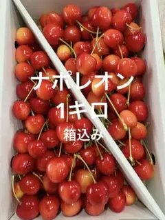 山形県産さくらんぼ:ナポレオン1kg(箱込み) ご家庭用　全部入れのサムネイル