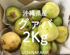 沖縄県産 グアバ(赤・白) B品約2.5kg【常温便】⑥ - メルカリ