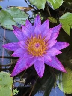 熱帯性睡蓮 ウタカタ 花芽付 - メルカリ
