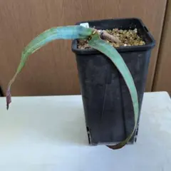 ◯訳ありレア葉筋あり奇想天外 Welwitschia Mirabilis④のサムネイル