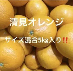 有田みかん　純宝丸　清見 サイズ混合5㎏入り