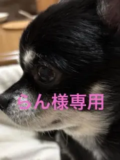 イリデッセンスアクアマリンxレインボームーンストーンフープピアス