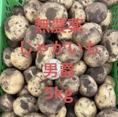 茨城県産 無農薬新じゃがいも男爵 10kg - メルカリ