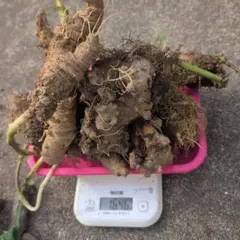 無農薬 安曇野産わさび中サイズ 1kg - メルカリ