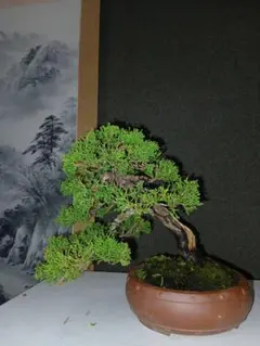 シュライヒ Schleich 30654 アカシアの木 - メルカリ