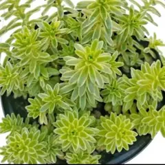 斑入り森村万年草 森村万年草錦 カット苗 5本 多肉 セダム 寄せ植えのサムネイル