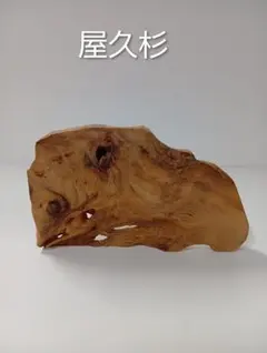 屋久杉　一点物　オブジェ　飾り台　花台　一枚板　無塗装　フィギュア台