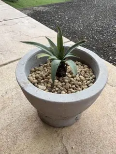 ユッカデスメティアーナ　観葉植物　Yucca❣️のサムネイル