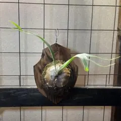 ビカクシダ コルク着生株 観葉植物 - メルカリ