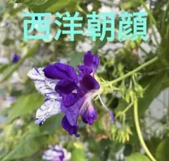 珍しい朝顔の種35粒（写真は全て我が家に咲いた朝顔です)今年取れた種ですのサムネイル