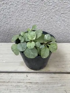 2025年最新】アジュガ シルバーの人気アイテム - メルカリ