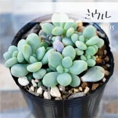 momo福様 リクエスト 3点 まとめ商品